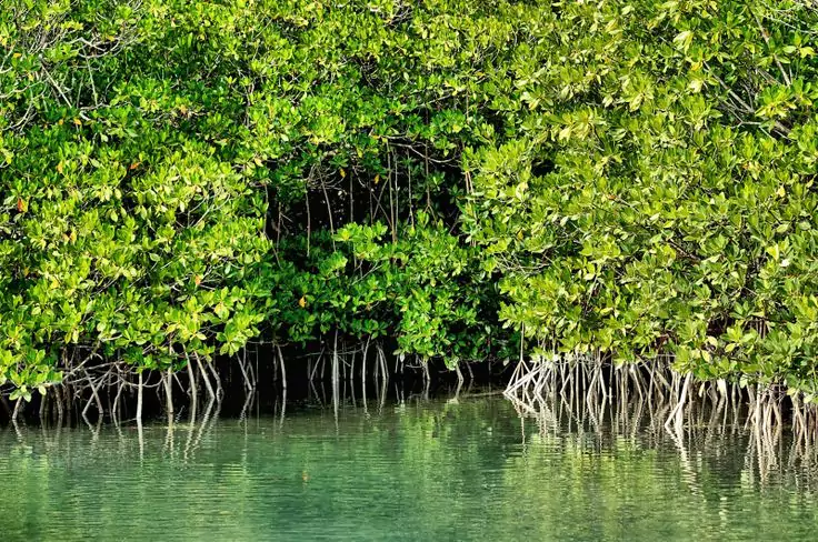 Klasifikasi Pohon Mangrove