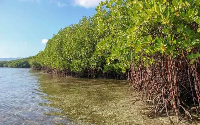 Manfaat Pohon mangrove