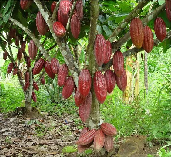 Pohon Kakao Tanaman Penghasil Cokelat yang Kaya Manfaat