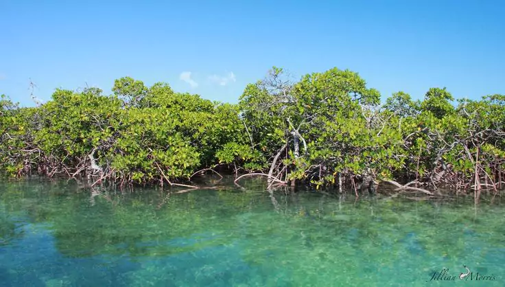 Pohon Mangrove Penjaga Pantai yang Tak Tergantikan
