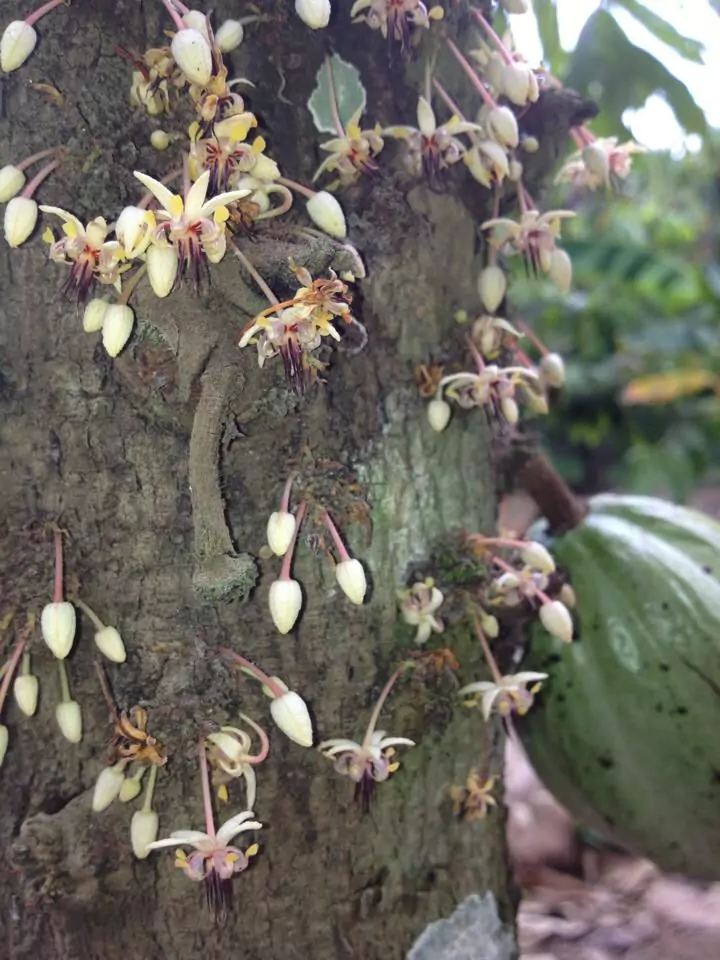 Proses Pembuahan Cauliflory
