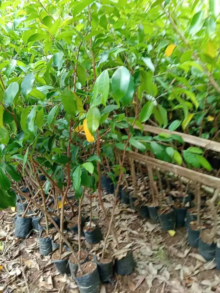 Jual Bibit Pohon Beringin