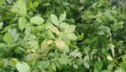 Jual Bibit Pohon Spathodea