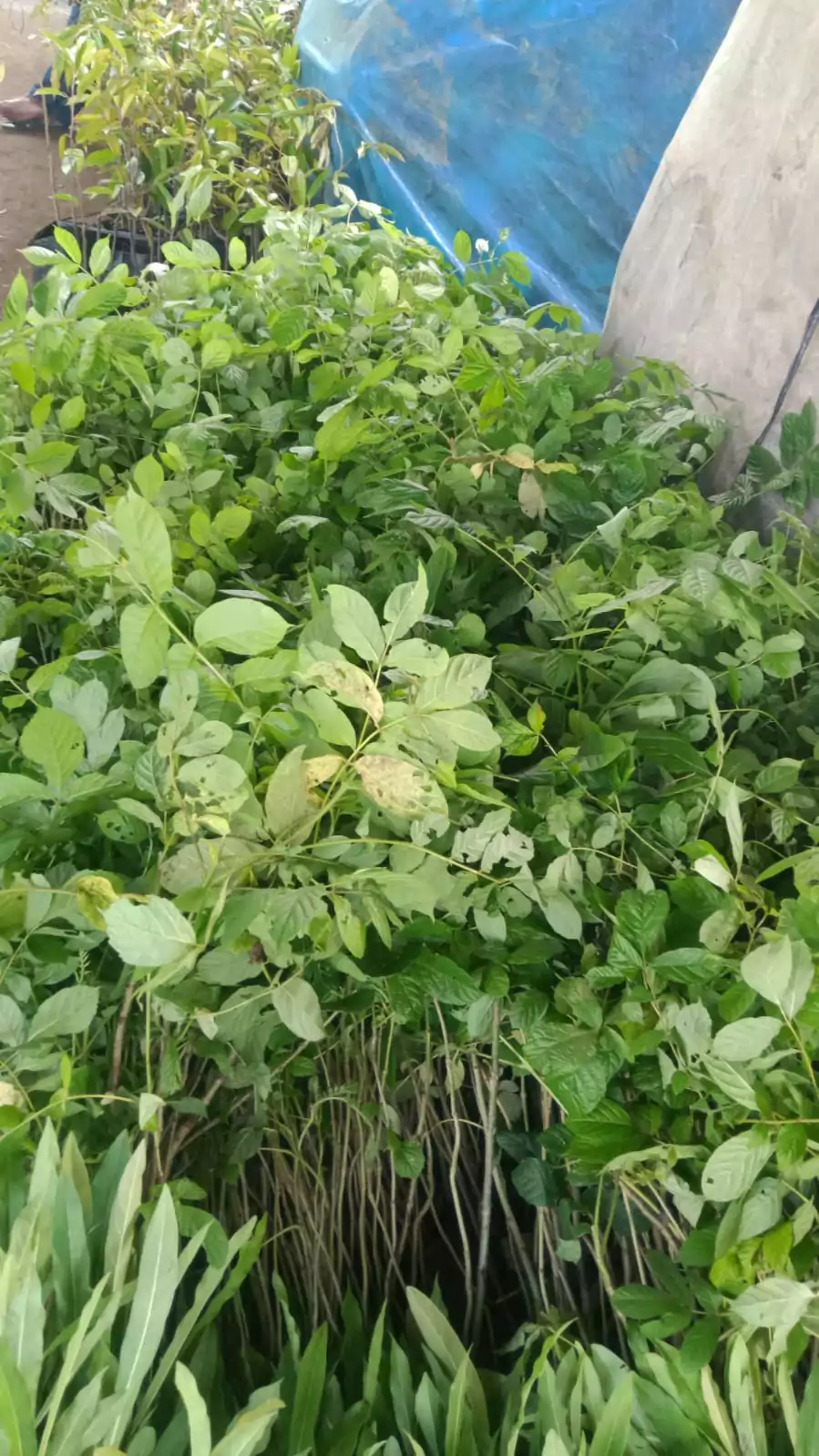 Jual Bibit Pohon Spathodea