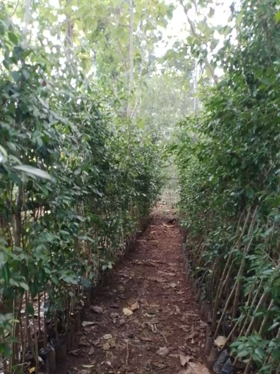 Jual Pohon Beringin 3 Meter