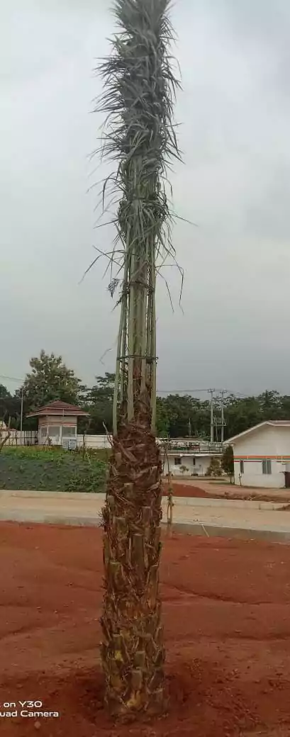 Jual Pohon Kurma Harga Murah