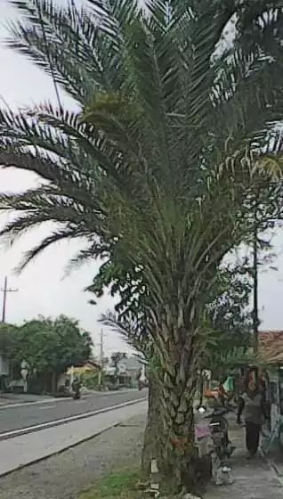 Jual Pohon Kurma Tanaman Hias