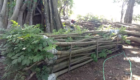 Jual Pohon Spathodea 5 Meter up