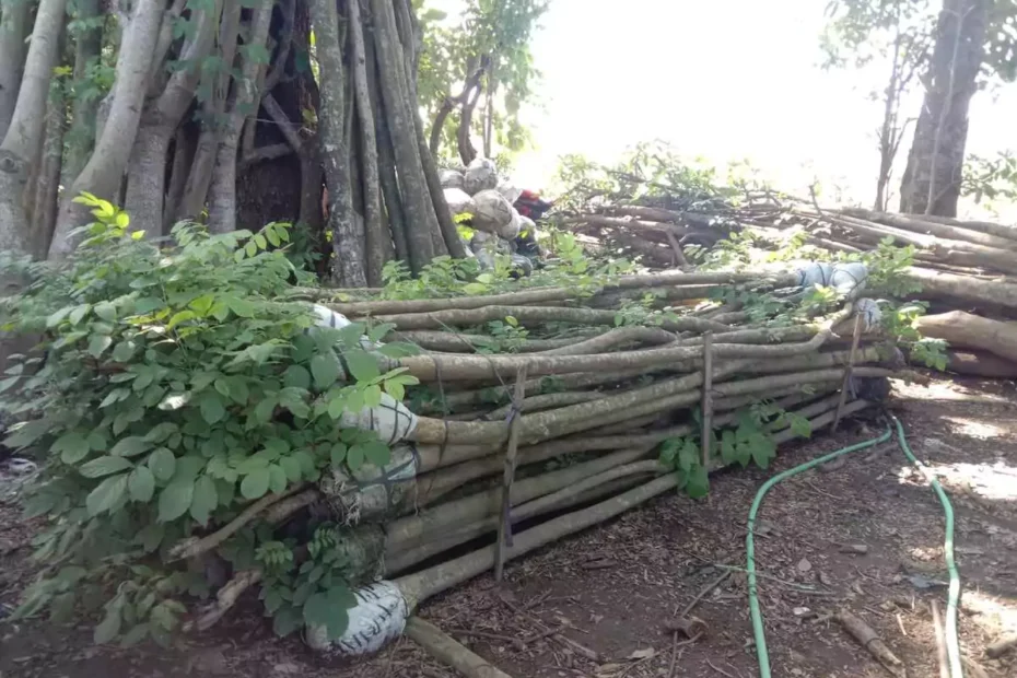 Jual Pohon Spathodea 5 Meter up
