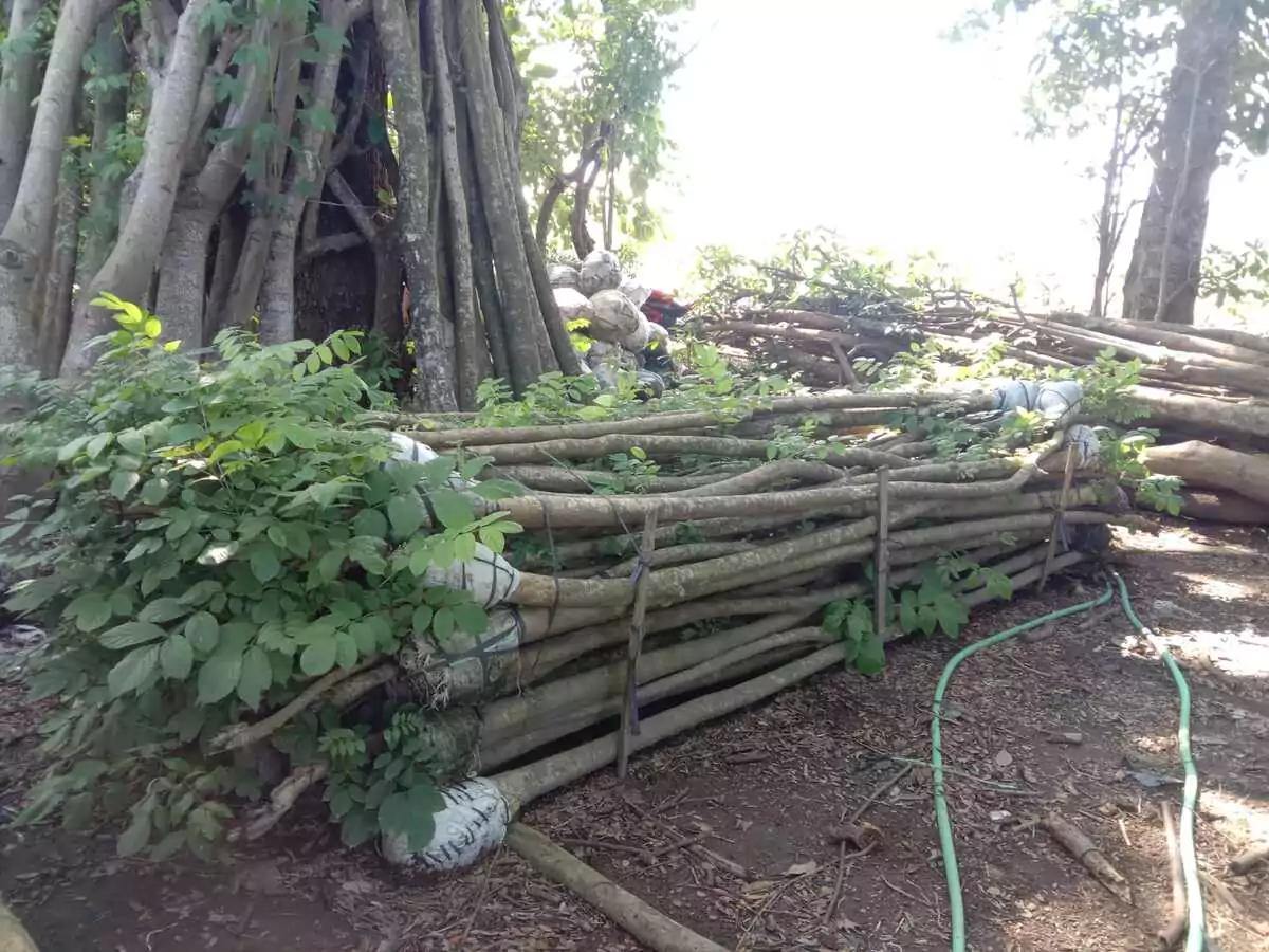 Jual Pohon Spathodea 5 Meter up