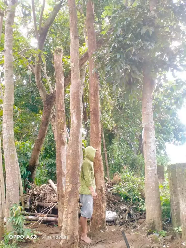 Jual Pohon Spathodea Besar