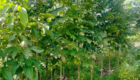 Jual Pohon Spathodea Tinggi 2 - 3 Meter