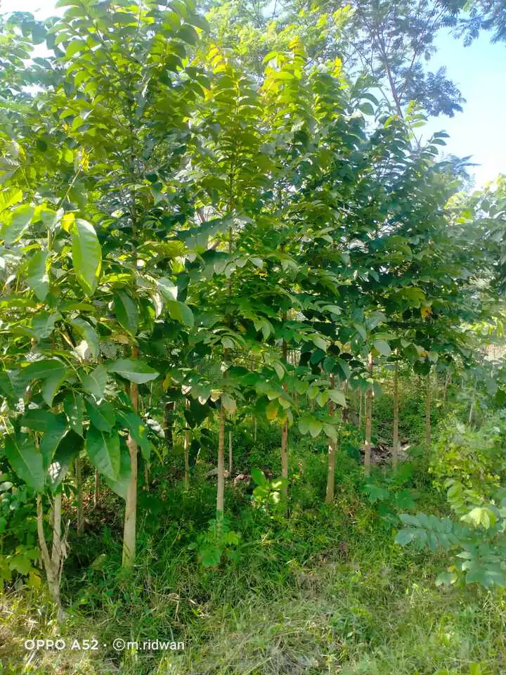 Jual Pohon Spathodea Tinggi 2 - 3 Meter