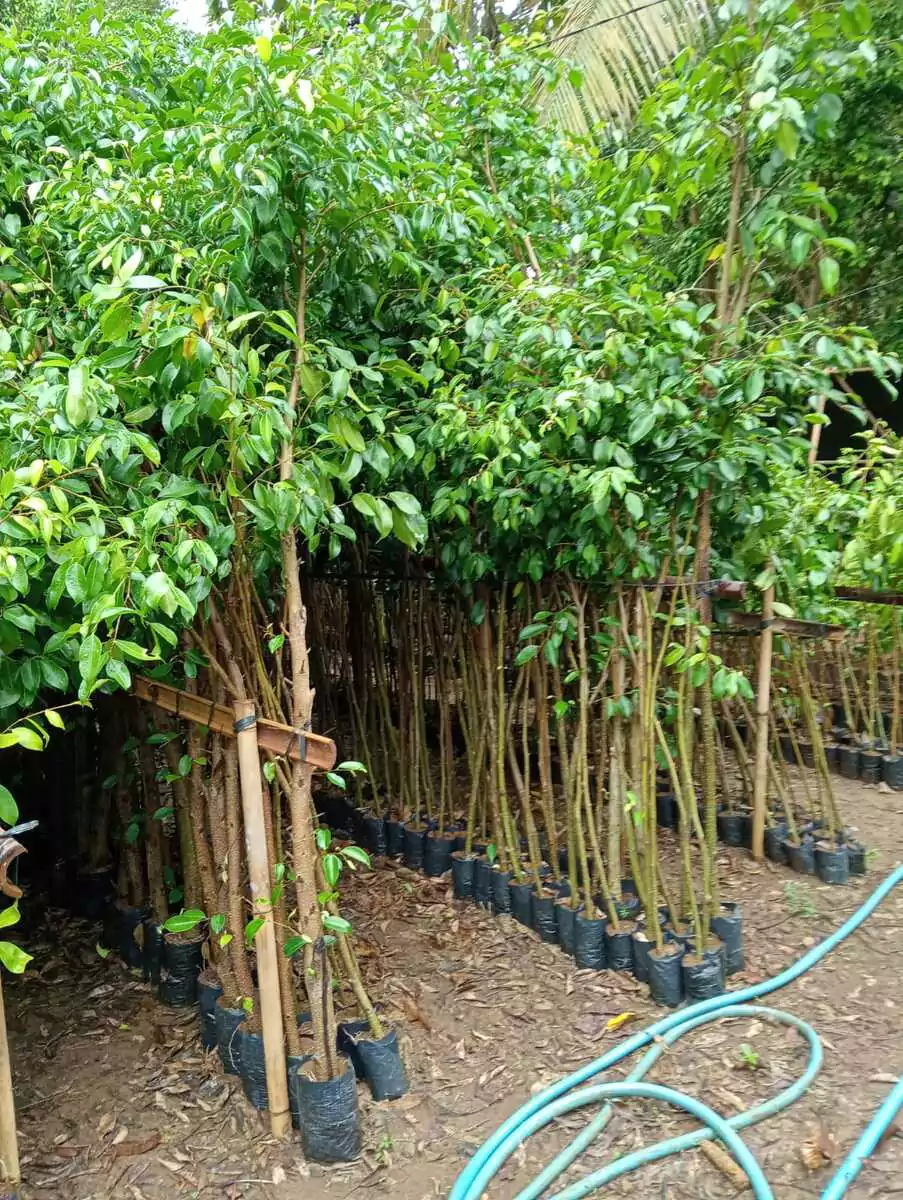 Jual pohon Beringin 1 - 2 meter