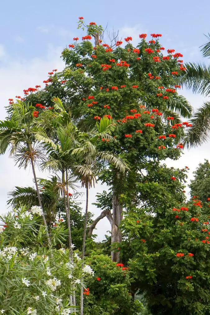 Pohon Spathodea