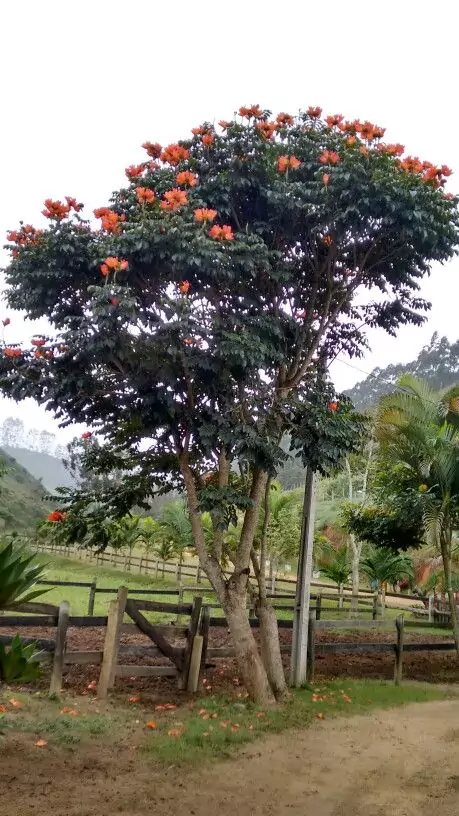 Manfaat Pohon Spathodea