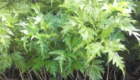 Jual Bibit Cendana India
