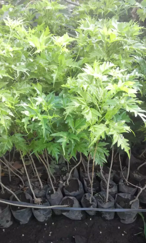 Jual Bibit Cendana India