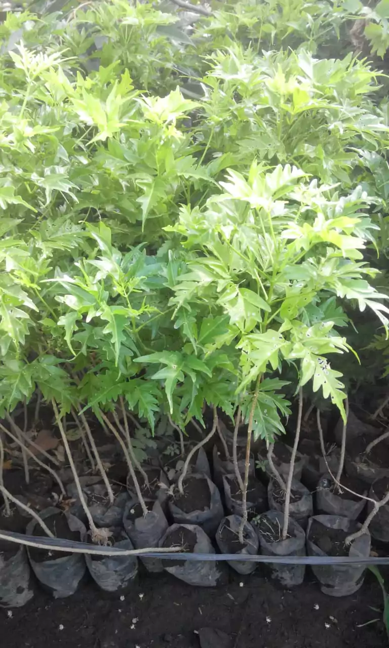 Jual Bibit Cendana India