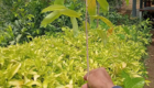 Jual Bibit Cendana NTT