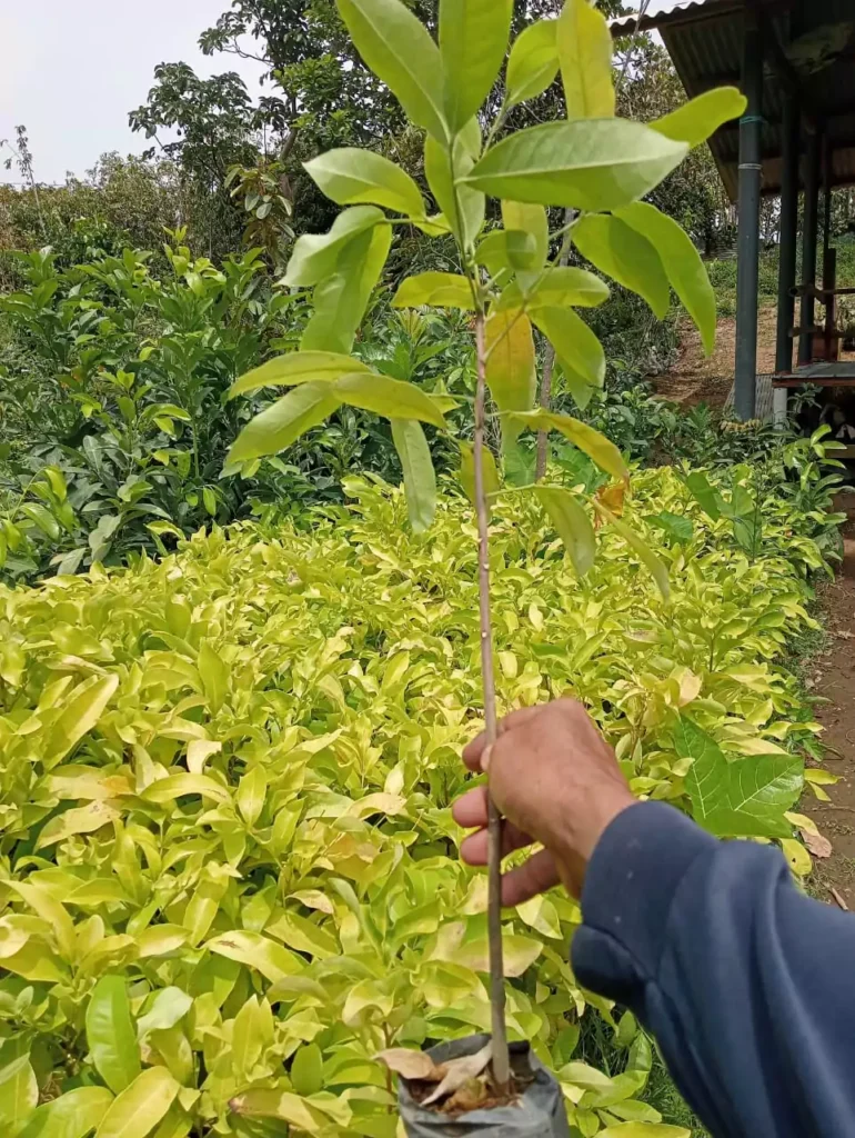 Jual Bibit Cendana NTT
