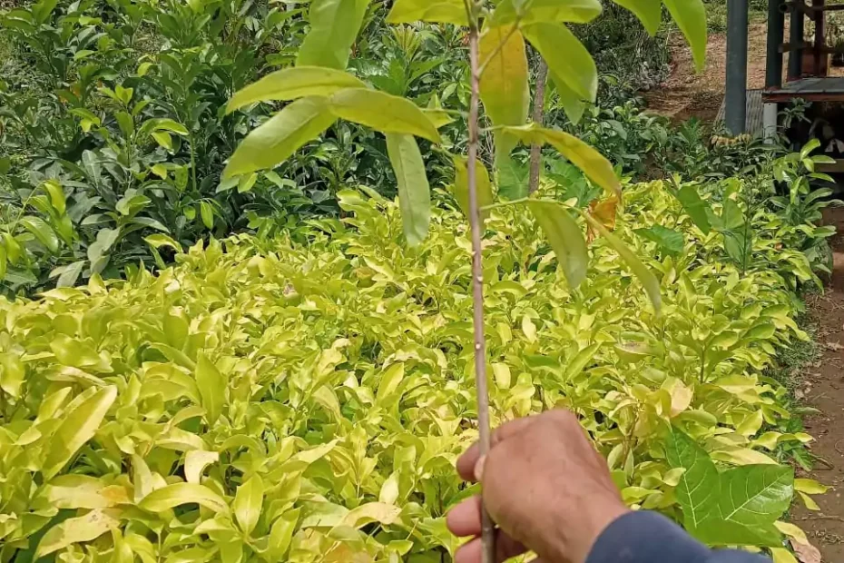 Jual Bibit Cendana NTT