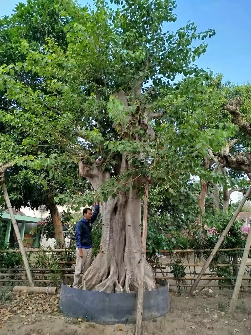 Jual Pohon Ancak Fosil Untuk Taman dan Penghijauan