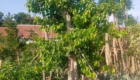 Jual Pohon Ancak Tinggi 4 - 5 Meter Up