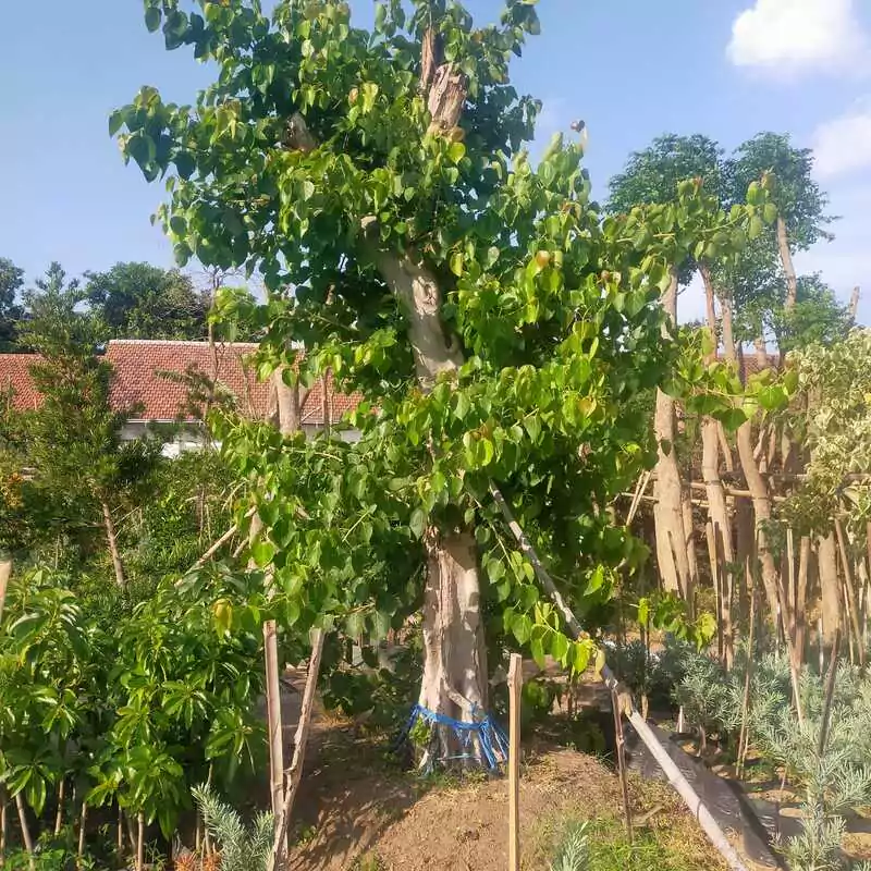 Jual Pohon Ancak Tinggi 4 - 5 Meter Up