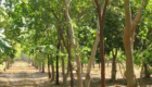 Jual Pohon Cendana tinggi 1 - 3 Meter