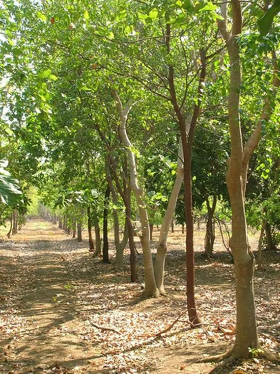 Jual Pohon Cendana tinggi 1 - 3 Meter