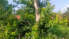 Jual Pohon ancak Besar