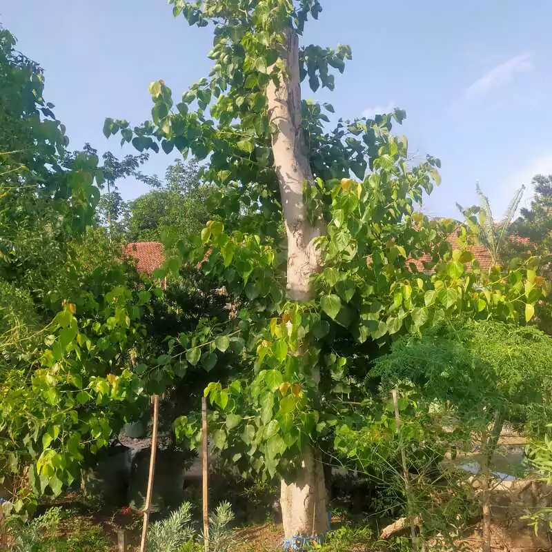 Jual Pohon ancak Besar