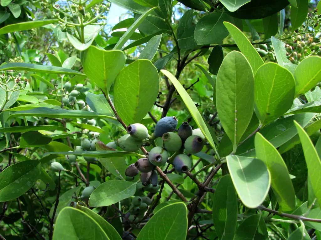 Menanam Pohon Cendana