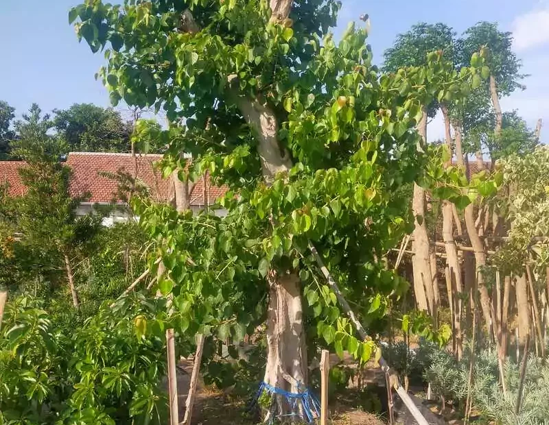 Pohon Ancak (Ficus rumphii) Ciri, Manfaat, dan Keunikannya
