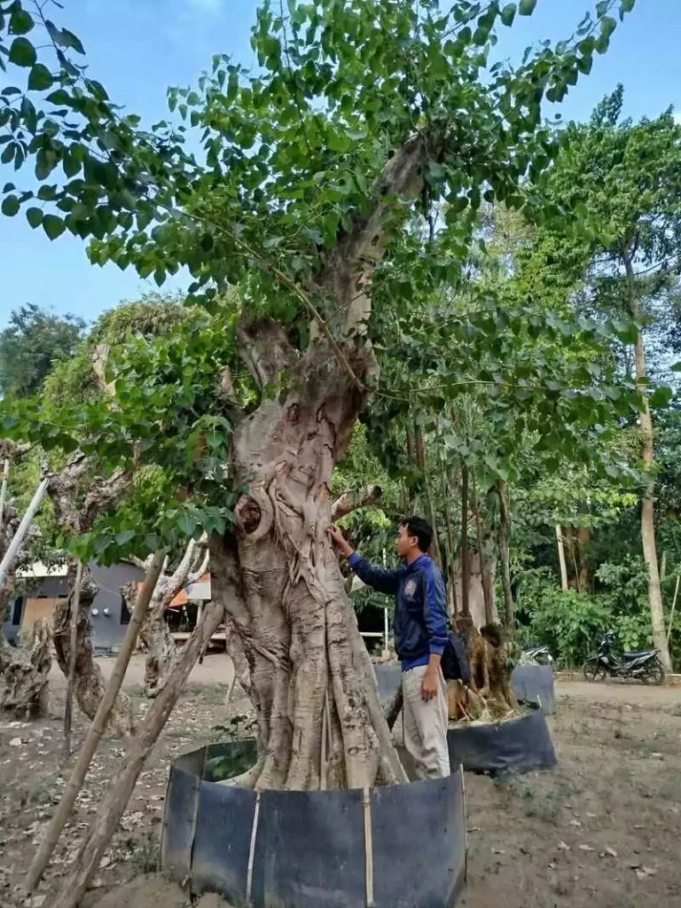 Pohon Ancak Fosil