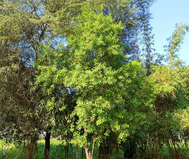 Pohon Cendana