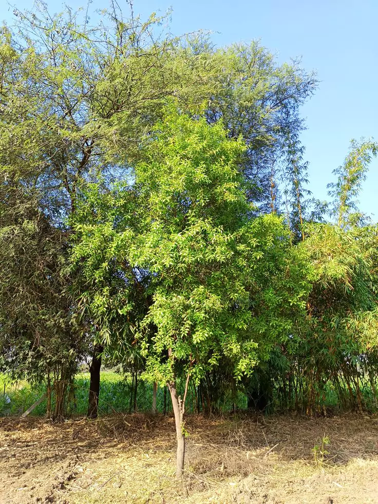 Pohon Cendana