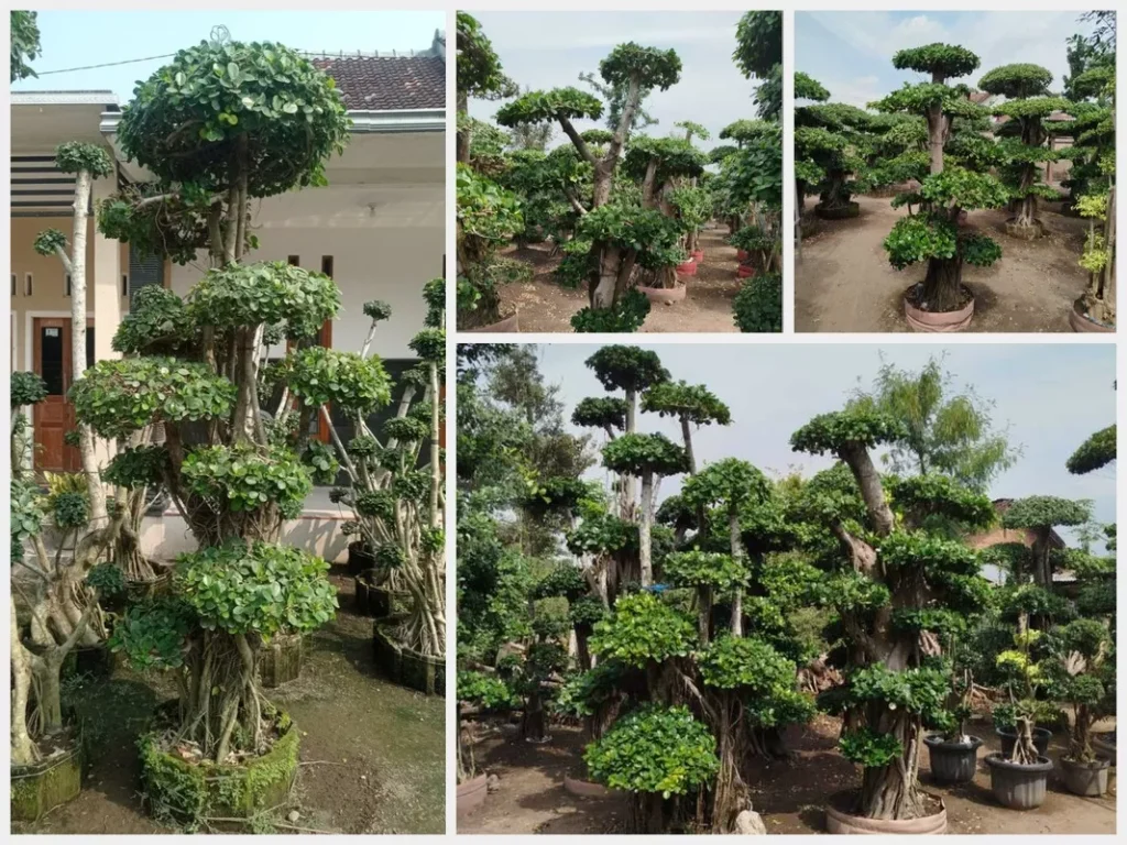 Bonsai Beringin Dollar Ciri, Cara Merawat, dan Teknik Styling untuk Hasil Estetik