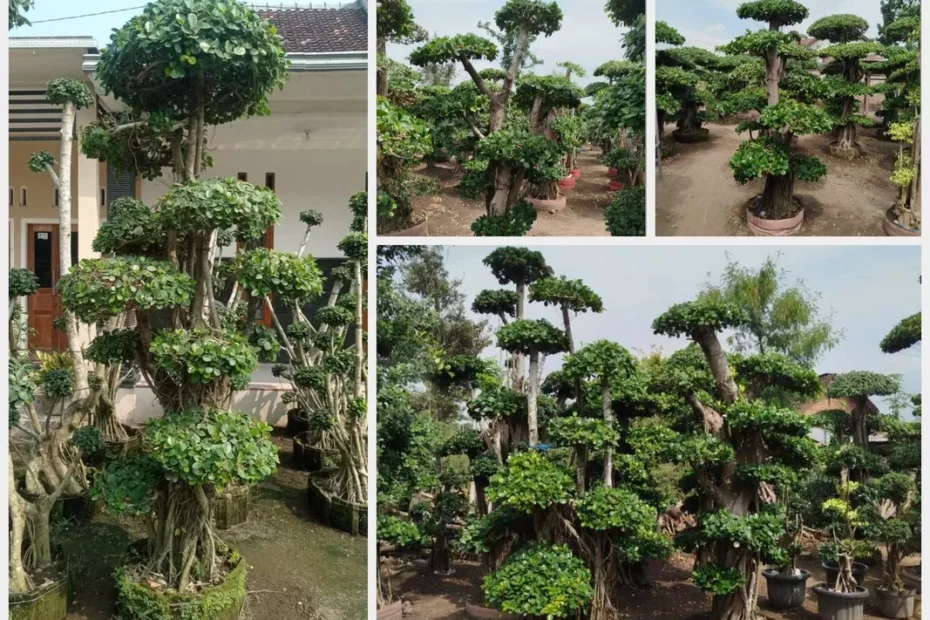 Bonsai Beringin Dollar Ciri, Cara Merawat, dan Teknik Styling untuk Hasil Estetik