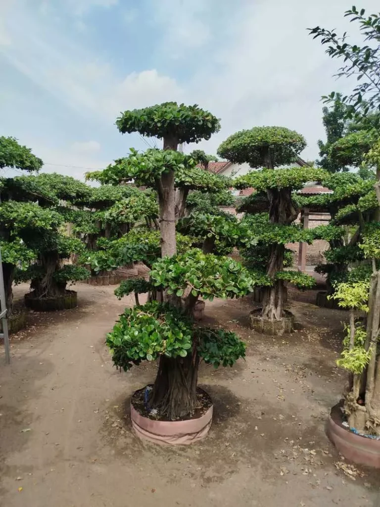 Ciri-Ciri Bonsai Beringin Dollar yang Sehat dan Estetik