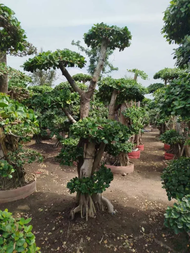 Dapatkan Bonsai Beringin Dollar Berkualitas di Agrotani Sejahtera