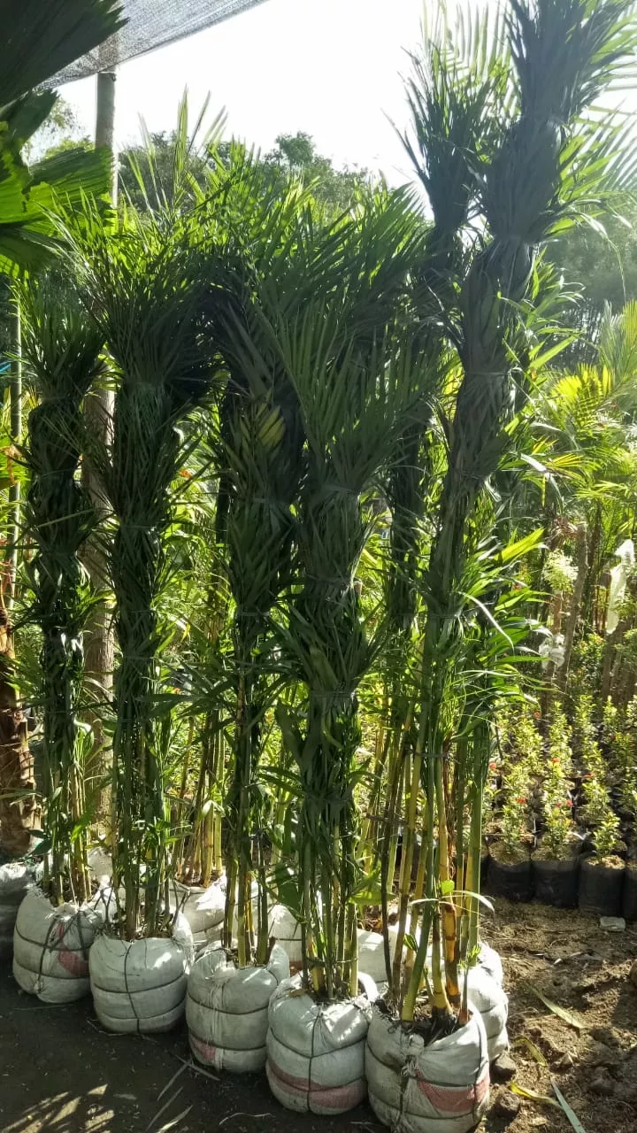 Harga Jual Pohon Palem Komodoria