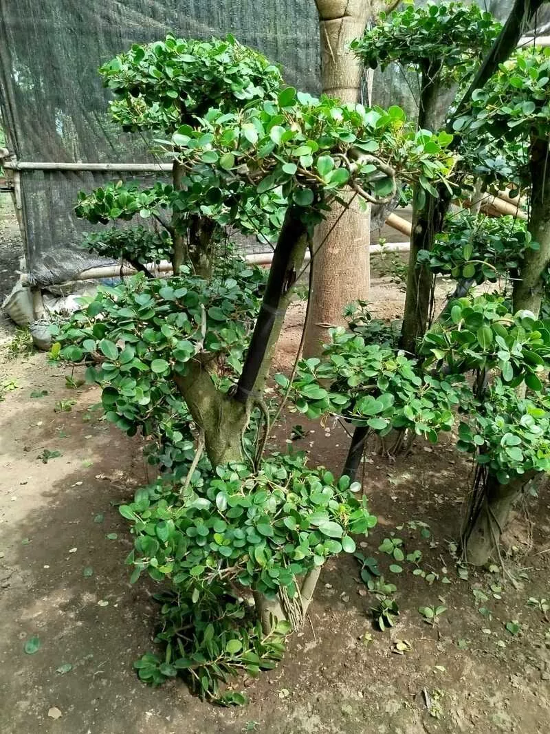 Jual Bonsai Dollar Kecil