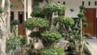 Jual Bonsai Dollar Terpercaya