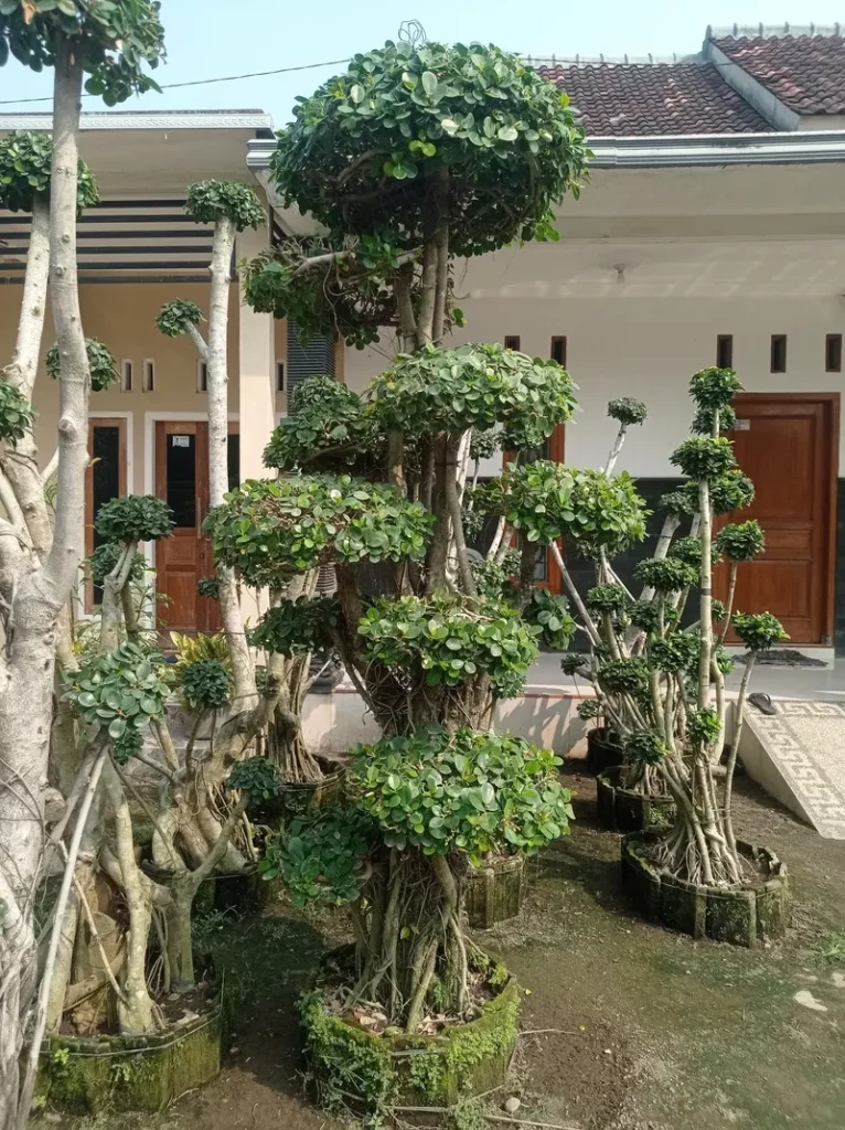 Jual Bonsai Dollar Terpercaya