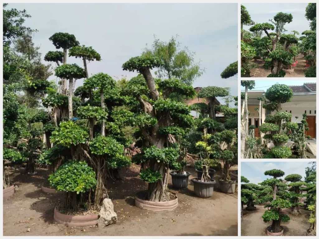 Jual Bonsai Dollar Terpercaya Koleksi Lengkap Harga Bersaing