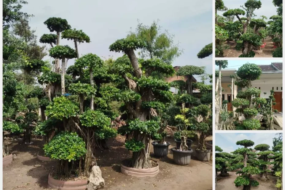 Jual Bonsai Dollar Terpercaya Koleksi Lengkap Harga Bersaing