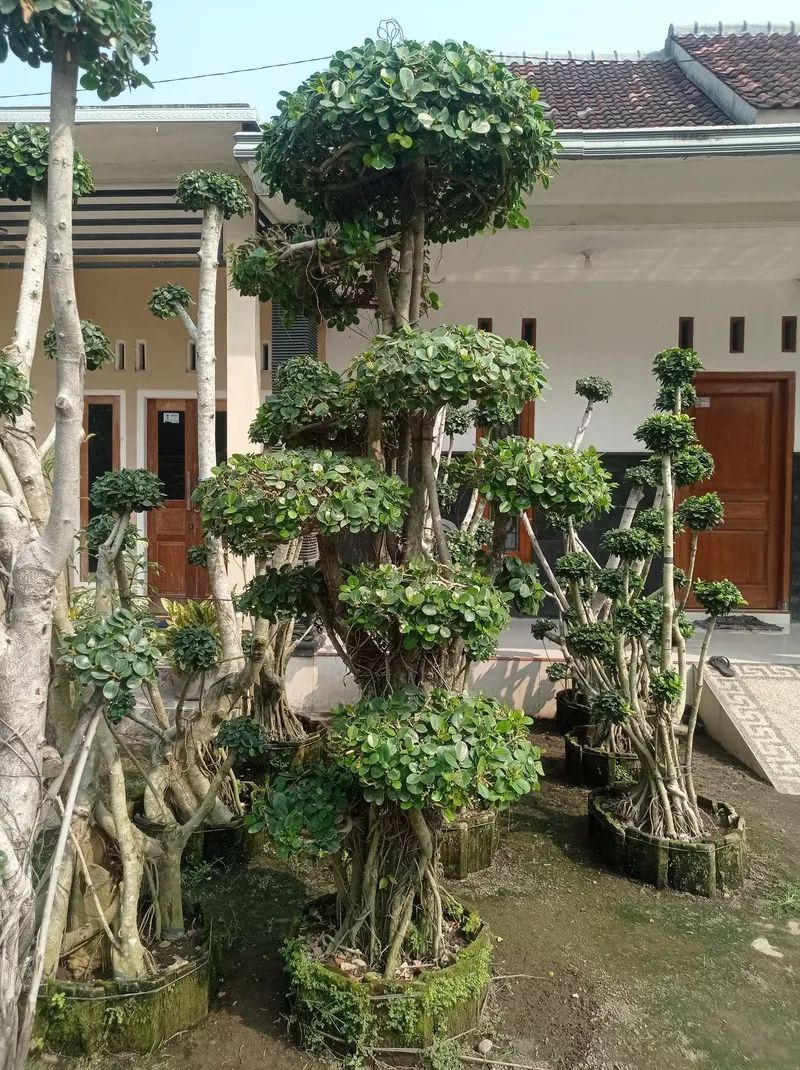 Jual Bonsai Dollar Terpercaya