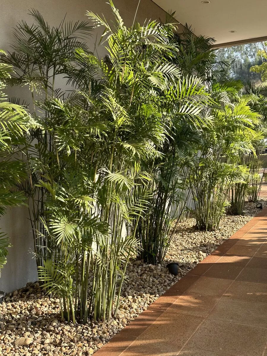 Jual Pohon HIas Palem Komodoria